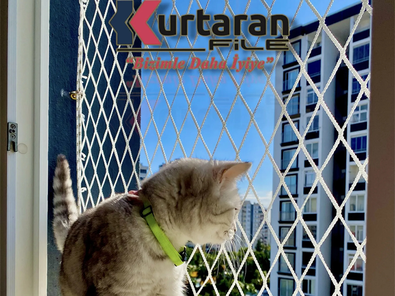 Kedi Filesi